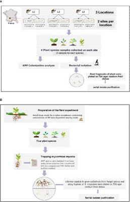 Cultural techniques capture diverse phosphate-solubilizing bacteria in rock phosphate-enriched habitats